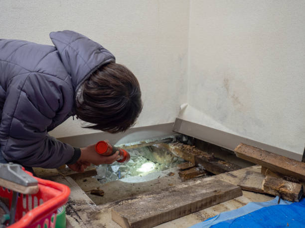 Best Commercial Mold Inspection  in Chesapeake, OH