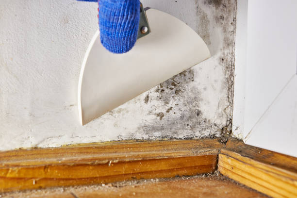 Best Forensic Mold Investigation  in Chesapeake, OH